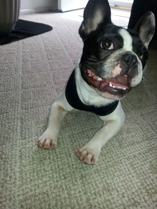 Stamford Veterinary Center 4