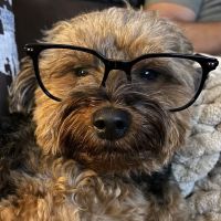 Stamford Veterinary Center ico