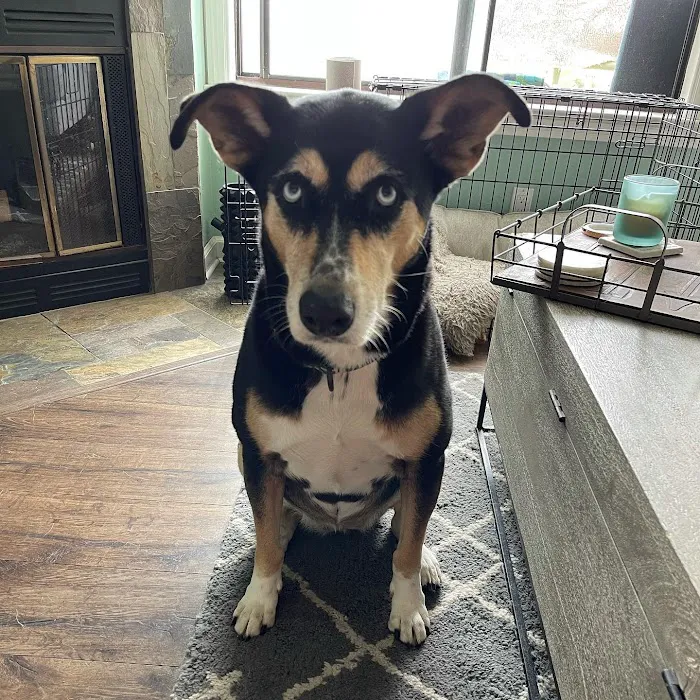 Stamford Veterinary Center 5