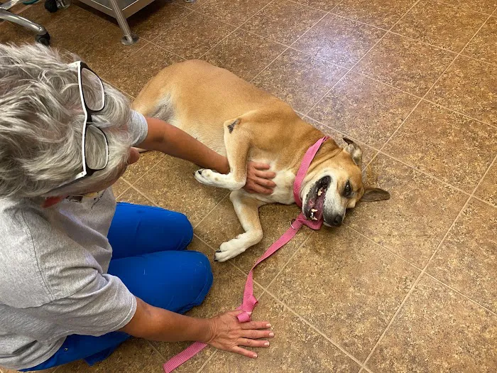 Paws of Hope Veterinary Clinic 2