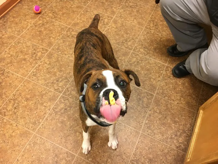 Paws of Hope Veterinary Clinic 8