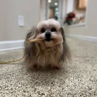 Paws of Hope Veterinary Clinic ico