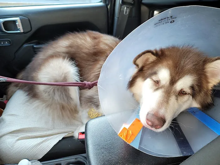 Airport Pet Emergency Clinic 12