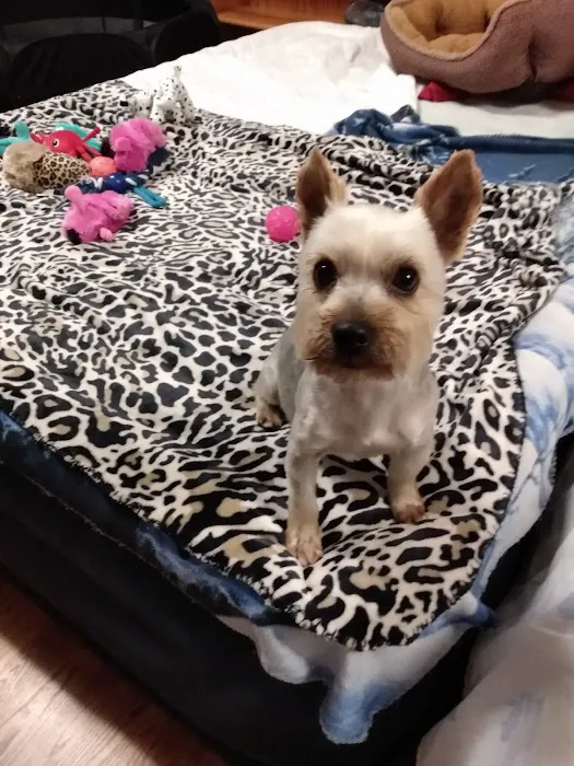 Airport Pet Emergency Clinic 12