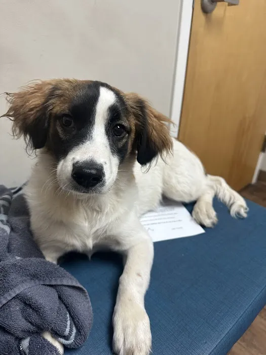 Airport Pet Emergency Clinic 12
