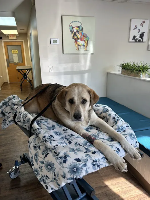 Airport Pet Emergency Clinic 12