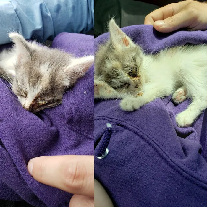 Airport Pet Emergency Clinic 12