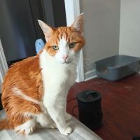 Airport Pet Emergency Clinic ico