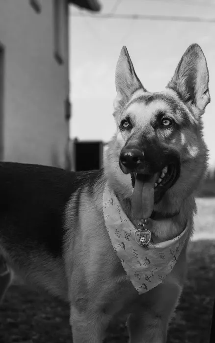 Ketron Veterinary Clinic, LLC 7