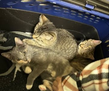 Ketron Veterinary Clinic, LLC
