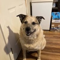 Robinson Animal Hospital: ico