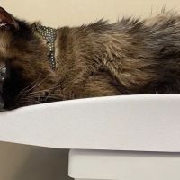 East Tennessee Veterinary Hospital @ Gray ico