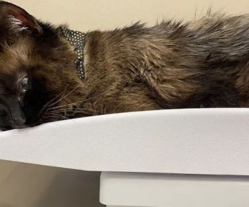 East Tennessee Veterinary Hospital @ Gray