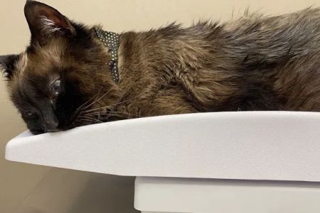 East Tennessee Veterinary Hospital @ Gray