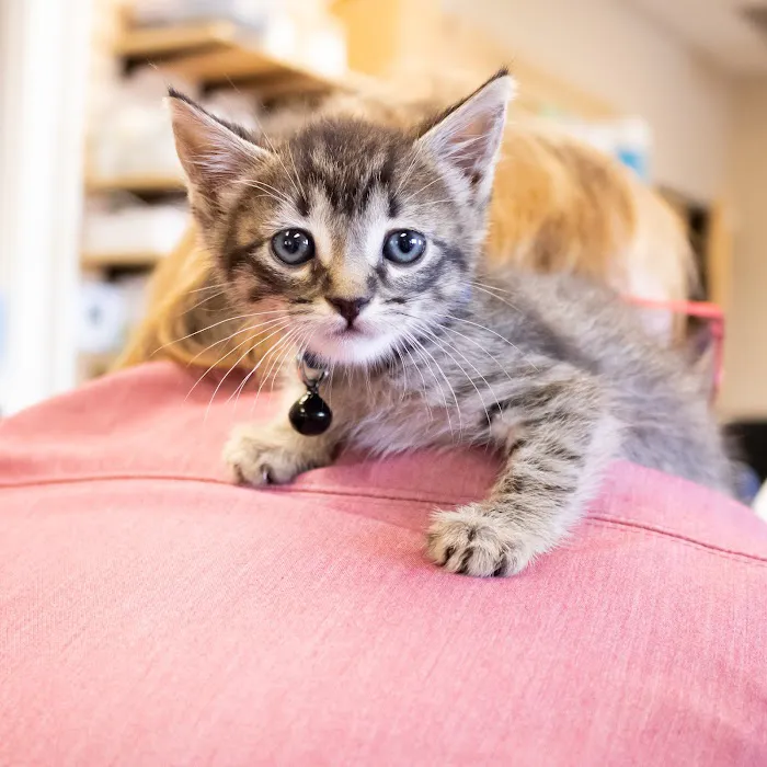 Fire Mountain Veterinary Hospital 10