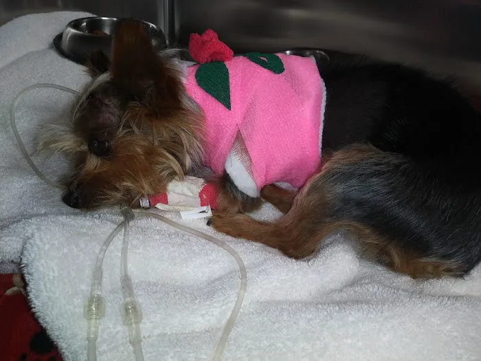 VCA Mission Animal and Bird Hospital 5