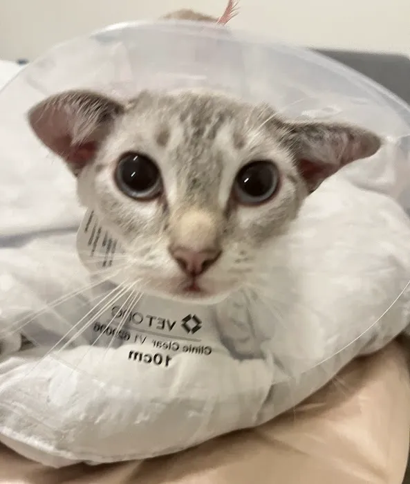 VCA Mission Animal and Bird Hospital 10