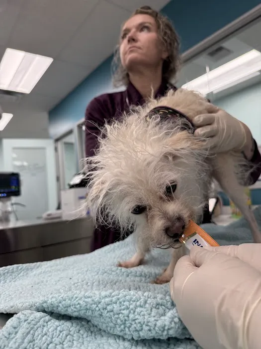 Lifeline Animal Urgent Care 12