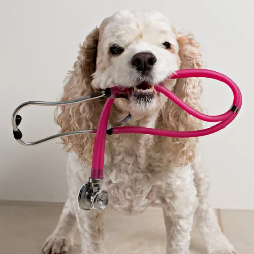 Neighborhood Veterinary Hospital of Oceanside 9