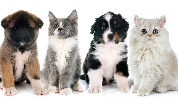 Neighborhood Veterinary Hospital of Oceanside 10