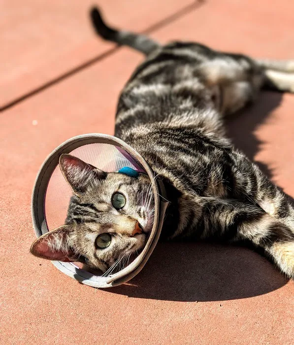 Neighborhood Veterinary Hospital of Oceanside 6