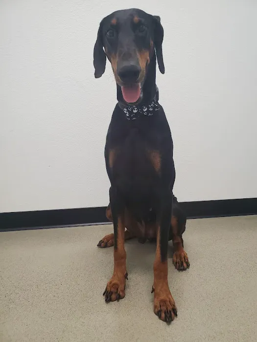 Neighborhood Veterinary Hospital of Oceanside 3