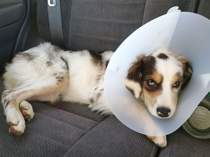 Alvarado Veterinary Hospital 1