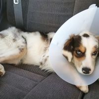 Alvarado Veterinary Hospital ico