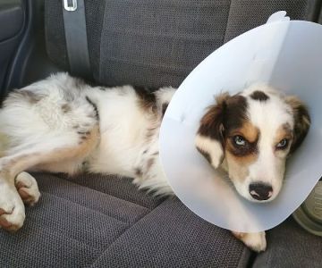 Alvarado Veterinary Hospital