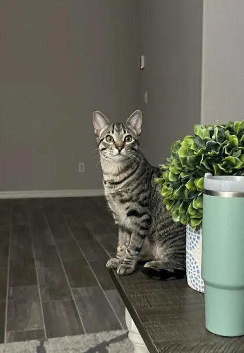 Alvarado Veterinary Hospital 5