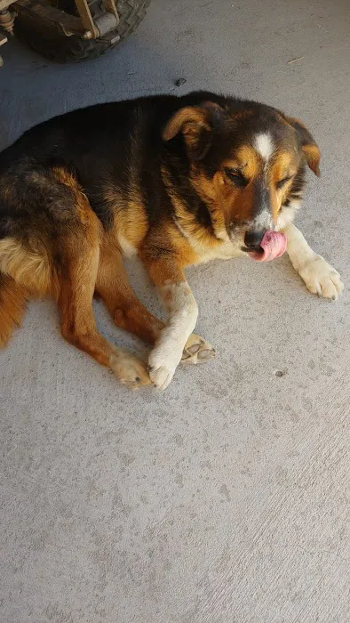 Alvarado Veterinary Hospital 6