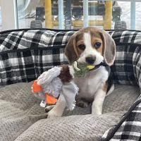 North Orange Veterinary Clinic ico