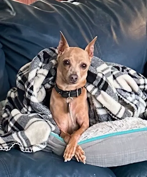 Avocado Animal Hospital-Fallbrook 2