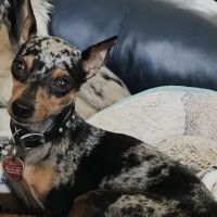 Avocado Animal Hospital-Fallbrook ico