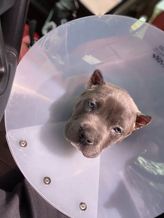 Avocado Animal Hospital-Fallbrook 4