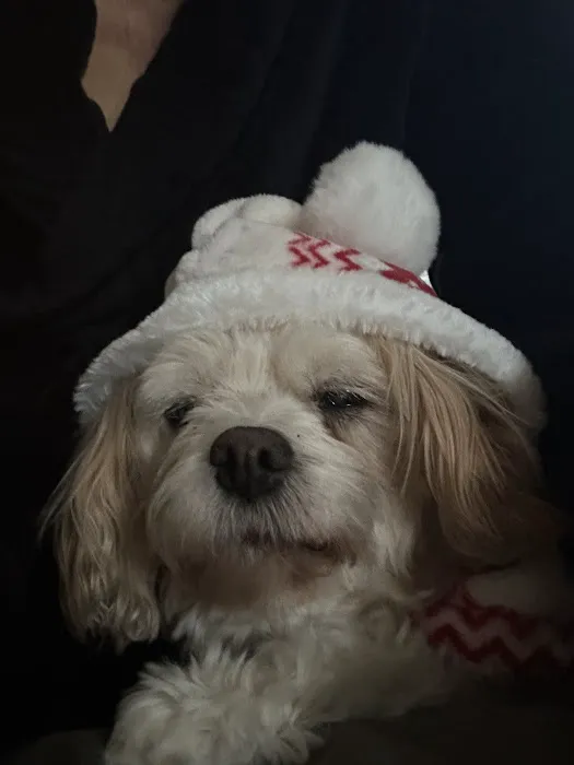 Park Animal Hospital 5
