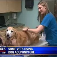 Park Animal Hospital ico