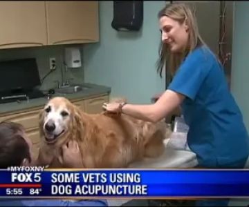 Park Animal Hospital