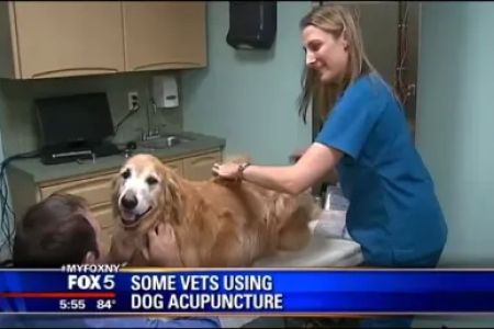 Park Animal Hospital