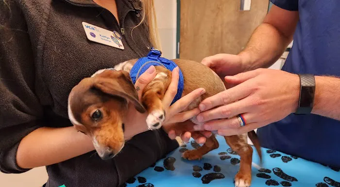 VCA Darien Animal Hospital 5