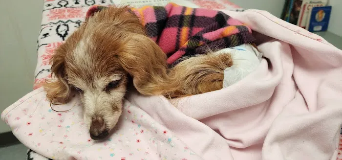 VCA Darien Animal Hospital 7
