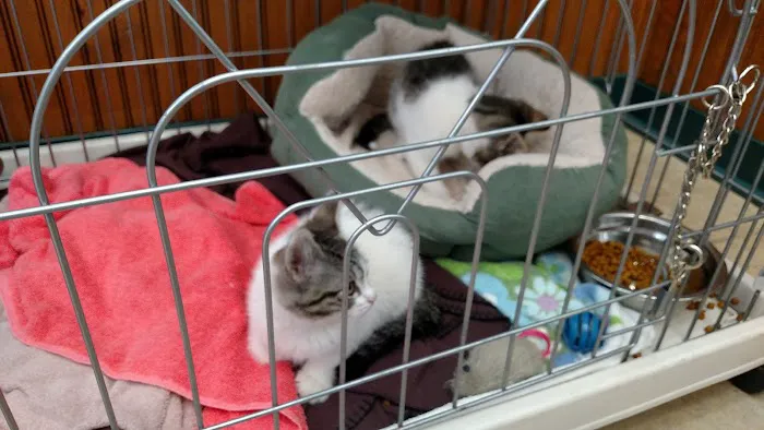 VCA Darien Animal Hospital 3