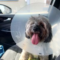 New Canaan Veterinary Hospital ico