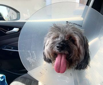 New Canaan Veterinary Hospital