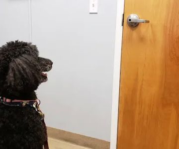 Smith Ridge Veterinary Center