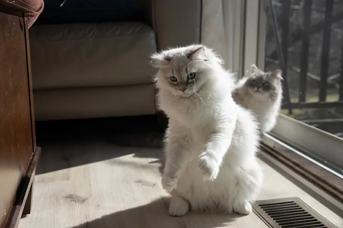 Senge Siberians 9