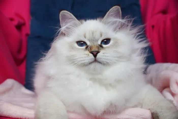Senge Siberians 8