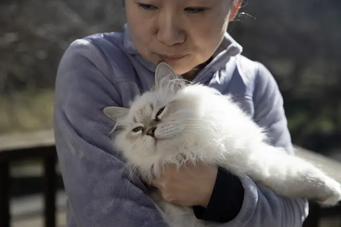 Senge Siberians 2