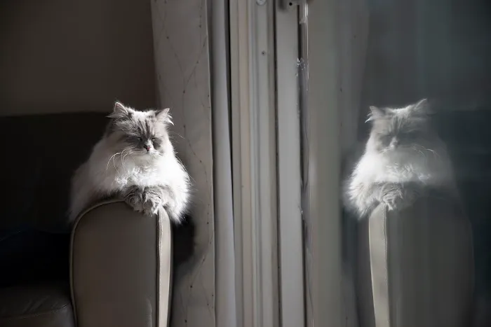 Senge Siberians 1