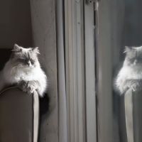 Senge Siberians ico